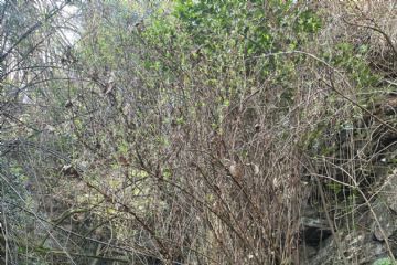 Interventi di prevenzione sul rio Secco e sul Rio Ronco Pariano a Baveno