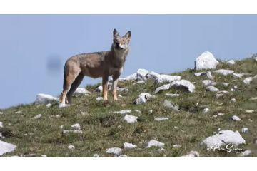 Ho visto un Lupo! Buone norme di comportamento,
